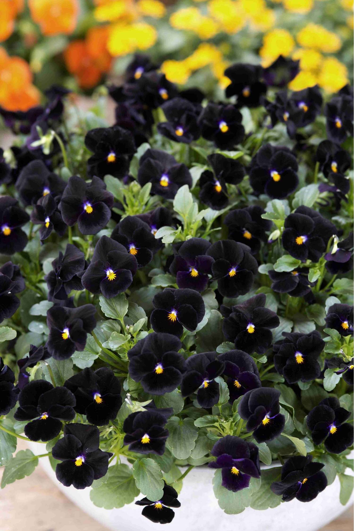 Violette cornue 'Back To Black' (graines)